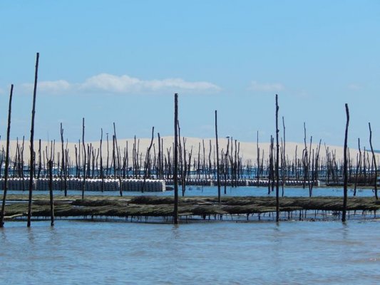 Cap Ferret Surf School a partagé le post de Lège Cap Ferret
