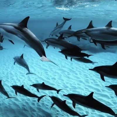 Cap Ferret Surf School a partagé la vidéo de la World Surf Leagu